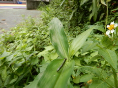Odontomantis