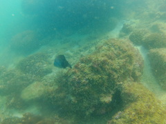 Stegastes acapulcoensis