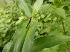 Odontomantis