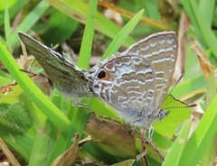 Theclinesthes onycha