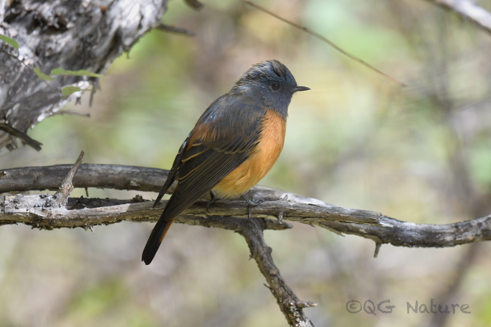 Blue-fronted Redstart