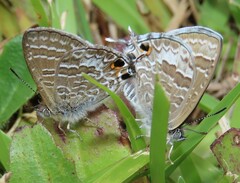 Theclinesthes onycha