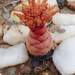 Crassula columnaris prolifera - Photo 由 Peter Warren 所上傳的 不保留任何權利