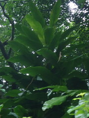 Alpinia uraiensis