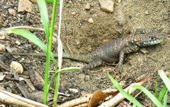 Tropidurus oreadicus