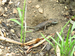 Tropidurus oreadicus