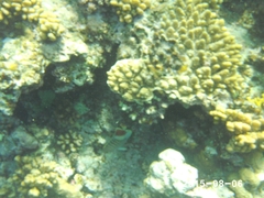 Chaetodon paucifasciatus