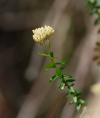 Cassinia denticulata