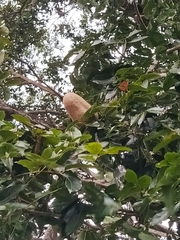 Swietenia macrophylla