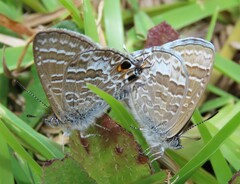 Theclinesthes onycha