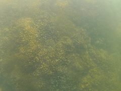 Thalassoma lucasanum