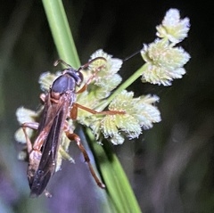 Mischocyttarus