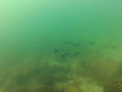 Haemulon maculicauda