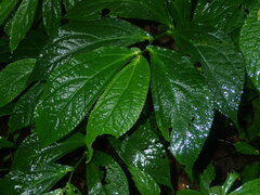 Elatostema platyphyllum