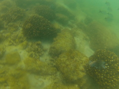 Stegastes acapulcoensis