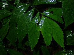 Elatostema lineolatum
