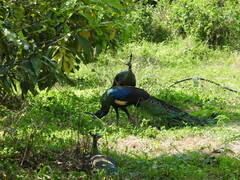 Pavo muticus