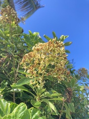 Pittosporum pentandrum