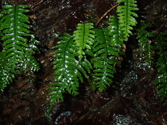 Hymenasplenium pubirhizoma