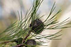 Isopogon anethifolius