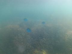 Abudefduf troschelii