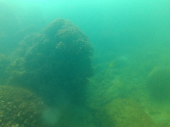 Lutjanus argentiventris