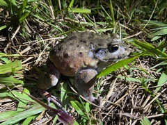 Leptodactylus labyrinthicus