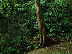 Ficus variegata garciae