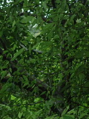 Ficus variegata garciae