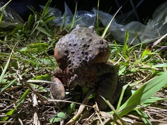 Leptodactylus labyrinthicus
