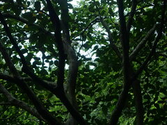 Ficus variegata garciae