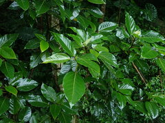 Ficus variegata garciae