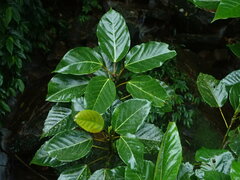 Ficus variegata garciae