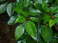 Ficus variegata garciae