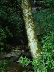 Ficus variegata garciae