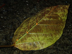 Ficus variegata garciae
