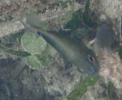 Pomacentrus tripunctatus