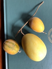 Cucurbita foetidissima