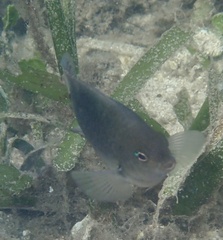 Pomacentrus tripunctatus