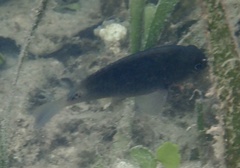 Pomacentrus tripunctatus