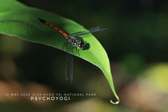 Agrionoptera insignis