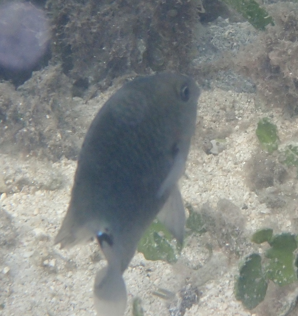 Threespot damsel