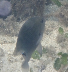 Pomacentrus tripunctatus