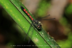 Agrionoptera insignis