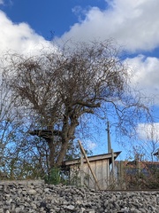 Salix babylonica tortuosa