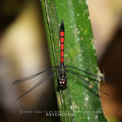 Agrionoptera insignis