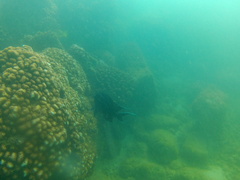 Microspathodon dorsalis