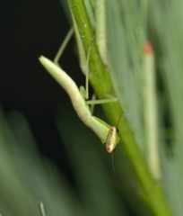 Orthodera ministralis
