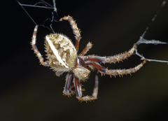 Hortophora