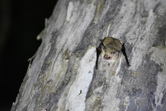 Nyctophilus